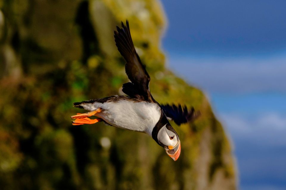 Reykjavik: Puffin Watching Tour - Customer Recommendations