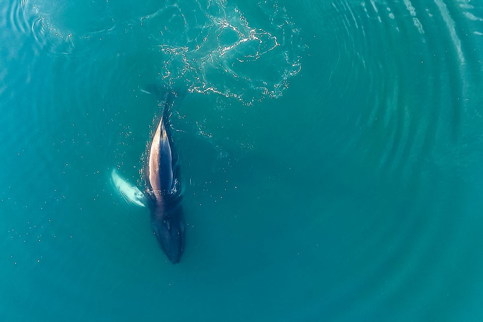 Reykjavík: Whale Watching and Marine Life Cruise - Last Words