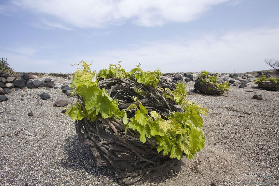 Santorini-full Say Tour Wine Tasting Included - Common questions