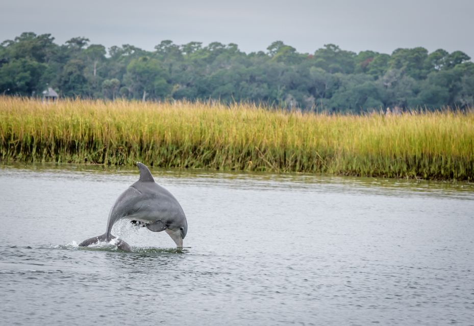 Savannah: Dolphin Spotting and Wildlife Eco Cruise - Customer Reviews