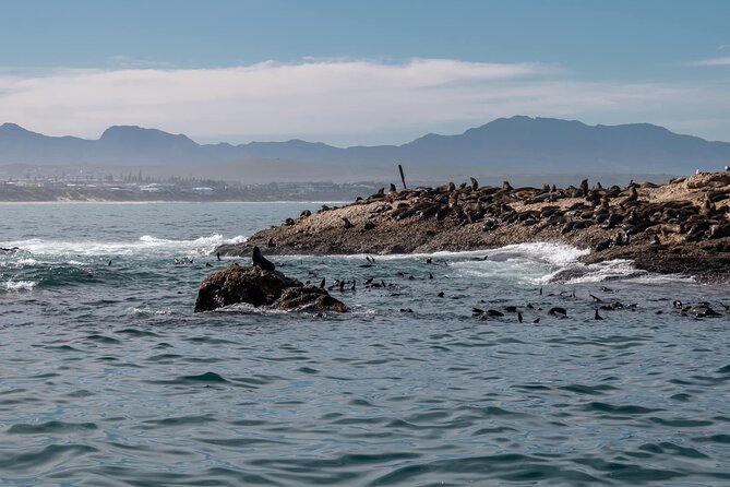 Seal Island Tour in Mossel Bay - Common questions
