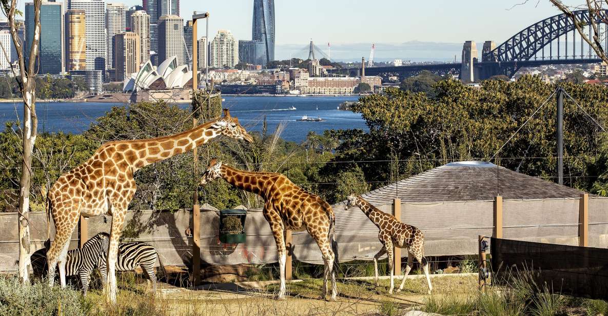 Sydney: Taronga Zoo & 24 or 48hr Sydney Harbour Hopper Pass - Meeting Points and Important Information