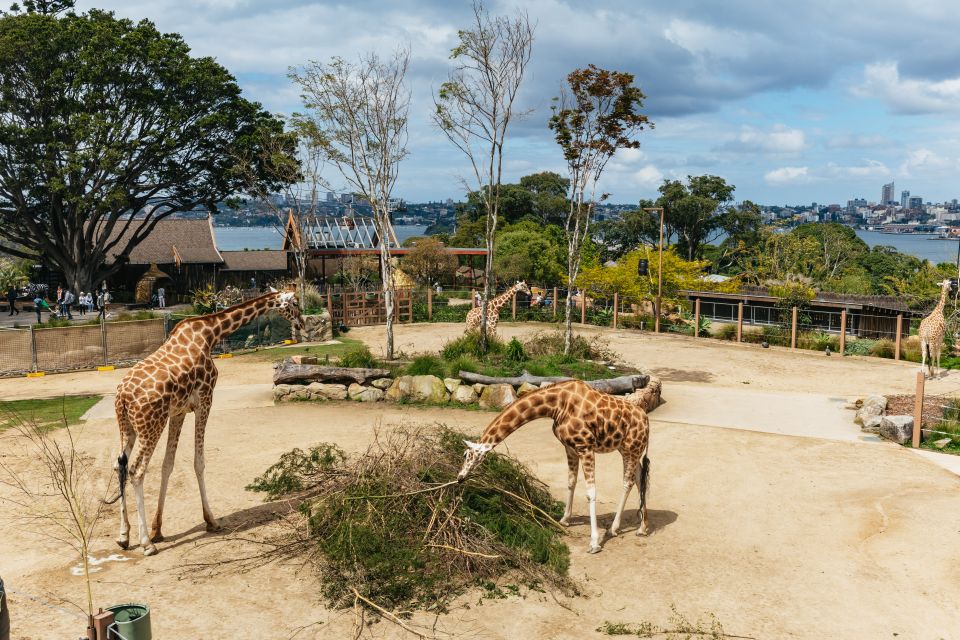 Sydney: Taronga Zoo Tickets - Common questions