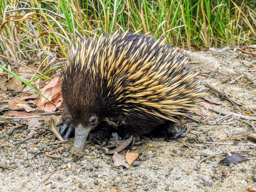 Sydney: Wild Wombats and Kangaroo Experience - Common questions