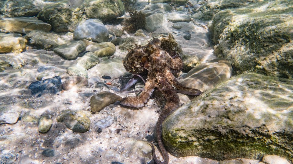 Tarifa: Guided Snorkel Tour in the Strait Natural Park - Last Words