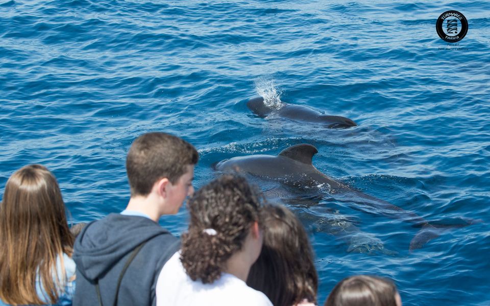 Tarifa: Whale & Dolphin Watching in the Strait of Gibraltar - Common questions