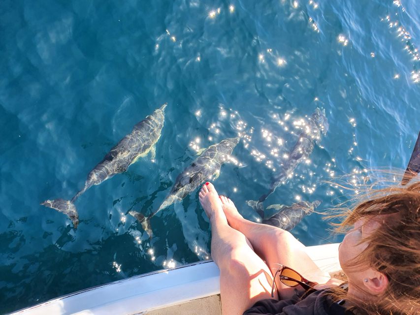 Tauranga: Guided Dolphin and Wildlife Watching Cruise - Customer Reviews