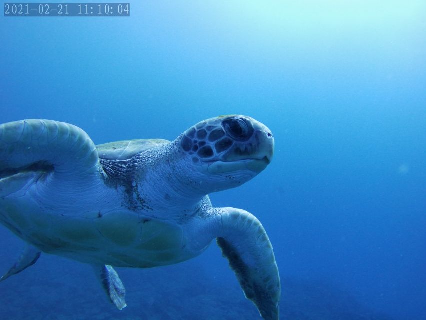 Tenerife: Beginner's Dive at a Spot With Turtle Sightings - Common questions