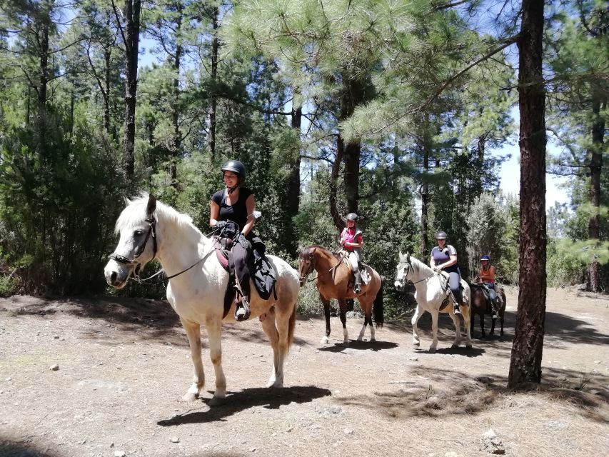 Tenerife: Guided Horseback Riding Tour to the Lomo Forest - Booking Details