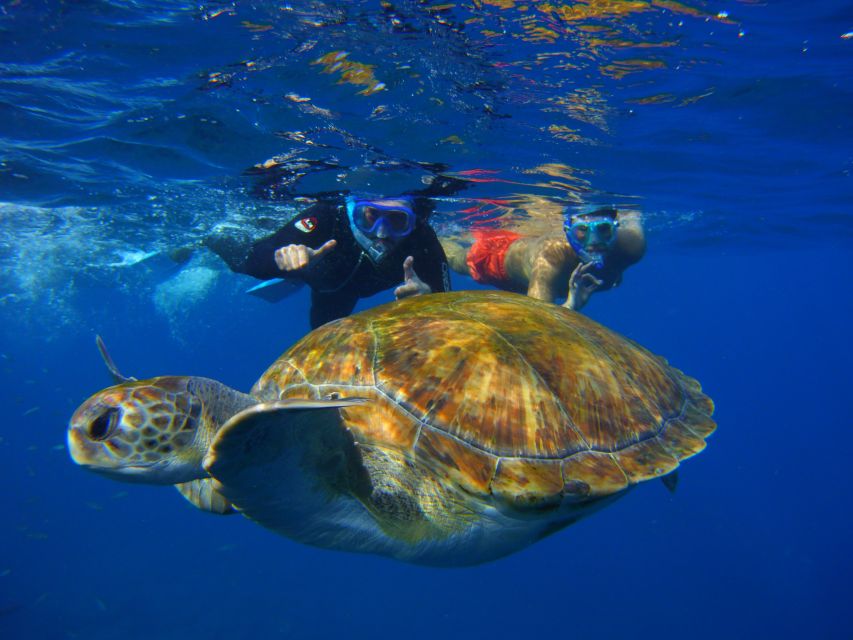 Tenerife: Snorkel With Turtles - Last Words