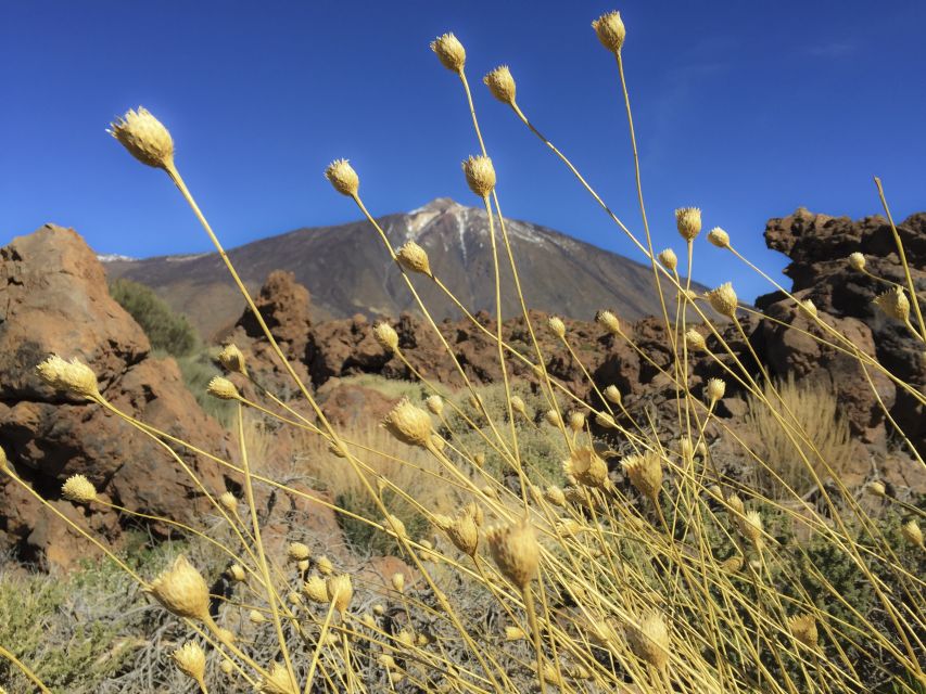 Tenerife: Teide National Park & Teno Rural Park Private Tour - Last Words