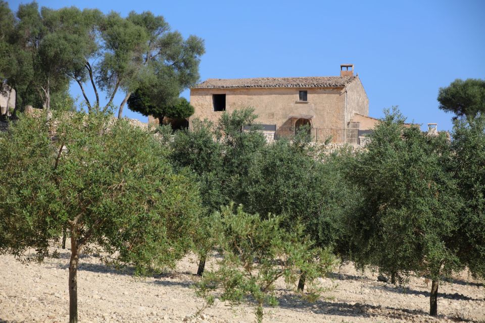 Visit of the Olive Grove, Olive Oil Tasting and Snack - Common questions
