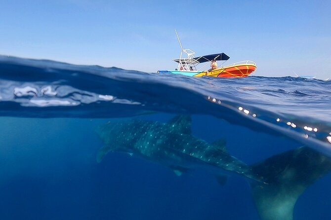 Whale Shark and Snorkeling Adventure From Isla Holbox - Whats Included