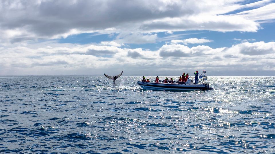 Whale Watching in Reykjavik by Speedboat - Additional Information