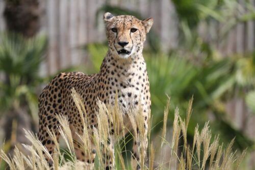 Zooparc De Beauval: Day Admission Ticket - Last Words