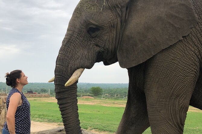 90-minute Elephant Watching Experience in Hoedspruit - Key Points