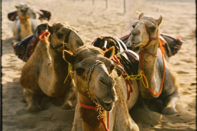 90 Minutes Guided Cultural Camel Riding in Dubai - Key Points