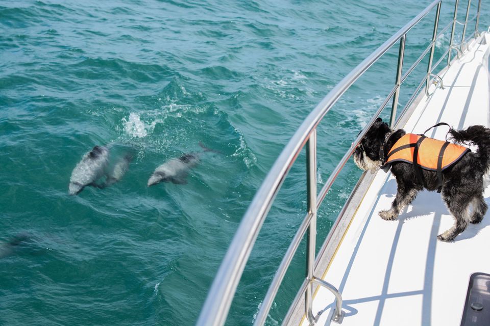 Akaroa: Dolphin Nature Cruise - Common questions