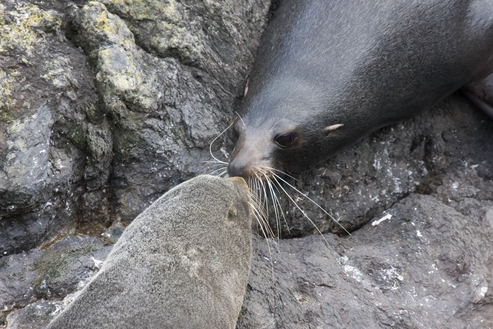 Akaroa: Pohatu Penguins Scenic Nature 2-Hour or 4-Hour Tour - Last Words