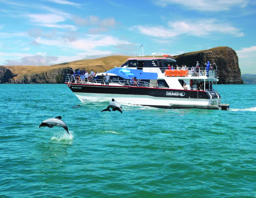 Akaroa: Swimming With Wild Dolphins 3-Hour Experience - Common questions