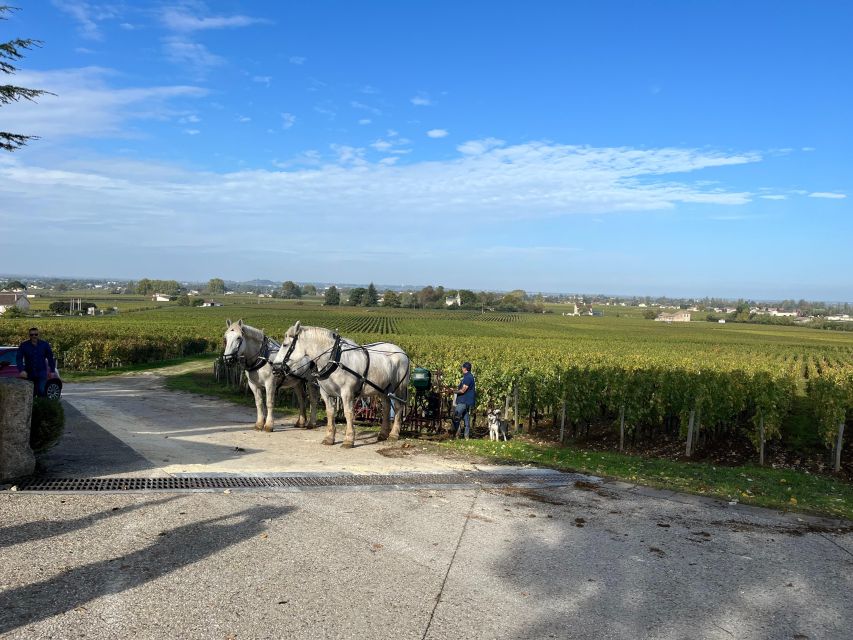 Bordeaux: Saint-Émilion Wine Tour in a Small Group - Common questions