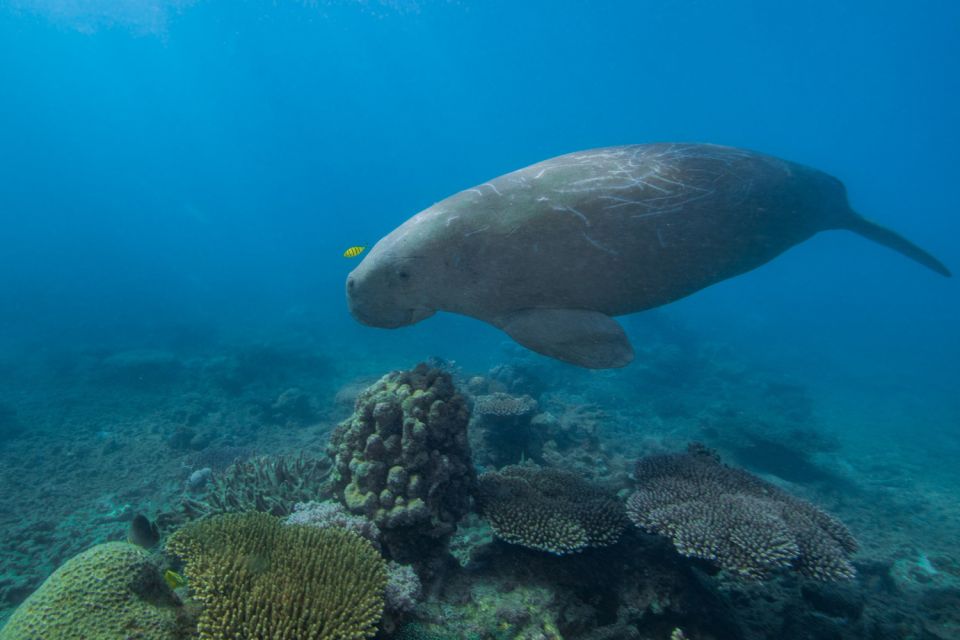 Cairns: Snorkel & Dive a Secluded Great Barrier Reef Island - Common questions