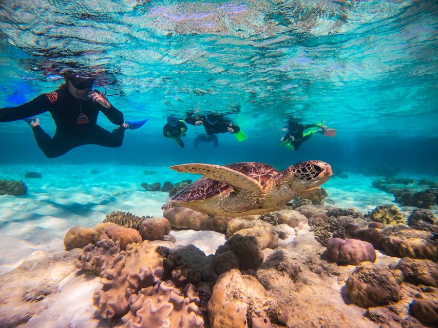 Cape Tribulation Ocean Safari Tour - Last Words