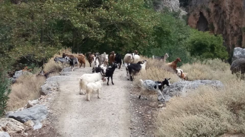 Chania: Milia Mountain Tour W/Lunch Olive Oil/Wine Tastings - Last Words