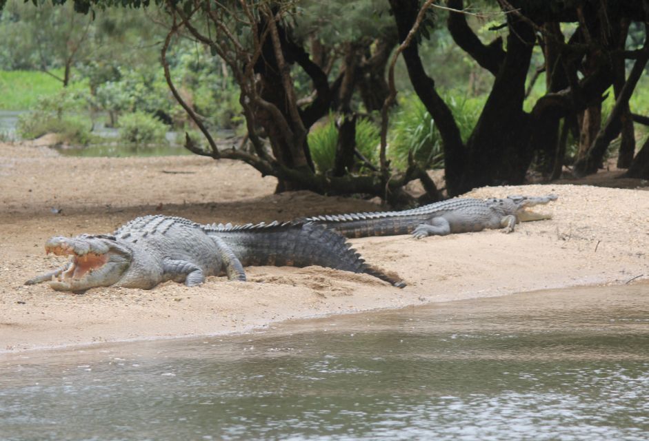 Daintree Rainforest: Crocodile & Wildlife River Cruises - Common questions