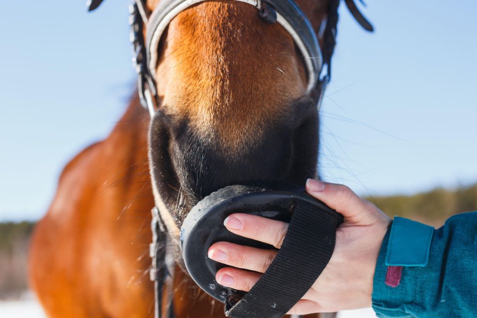 Experience With the Horses: Care, Learning and Dressage - Common questions