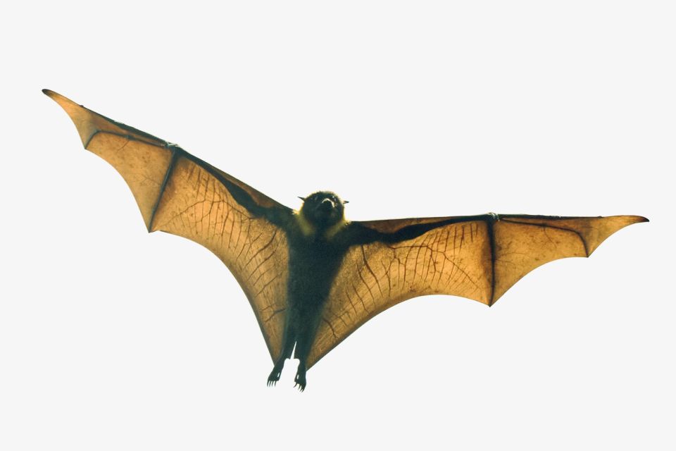 Flying Fox Tour: Australias Largest Bats - Last Words