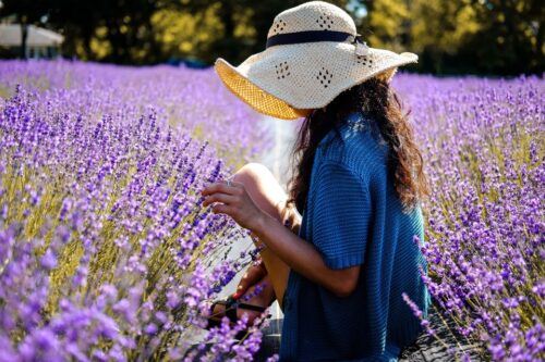 From Avignon: Lavender & Luberon Villages - Last Words