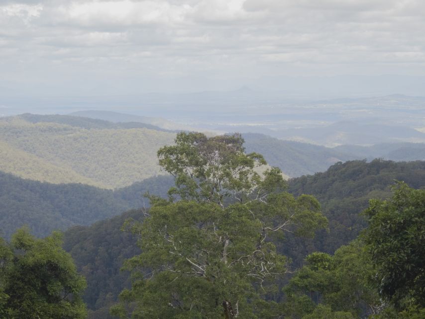 From Brisbane: Maiala Rainforest Private Tour - Common questions