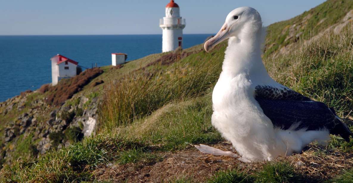 From Dunedin: City, Otago Peninsula & Albatross Guided Tour - Common questions