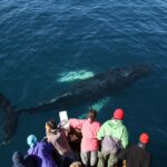 9 from husavik traditional whale watching tour From Húsavík: Traditional Whale Watching Tour