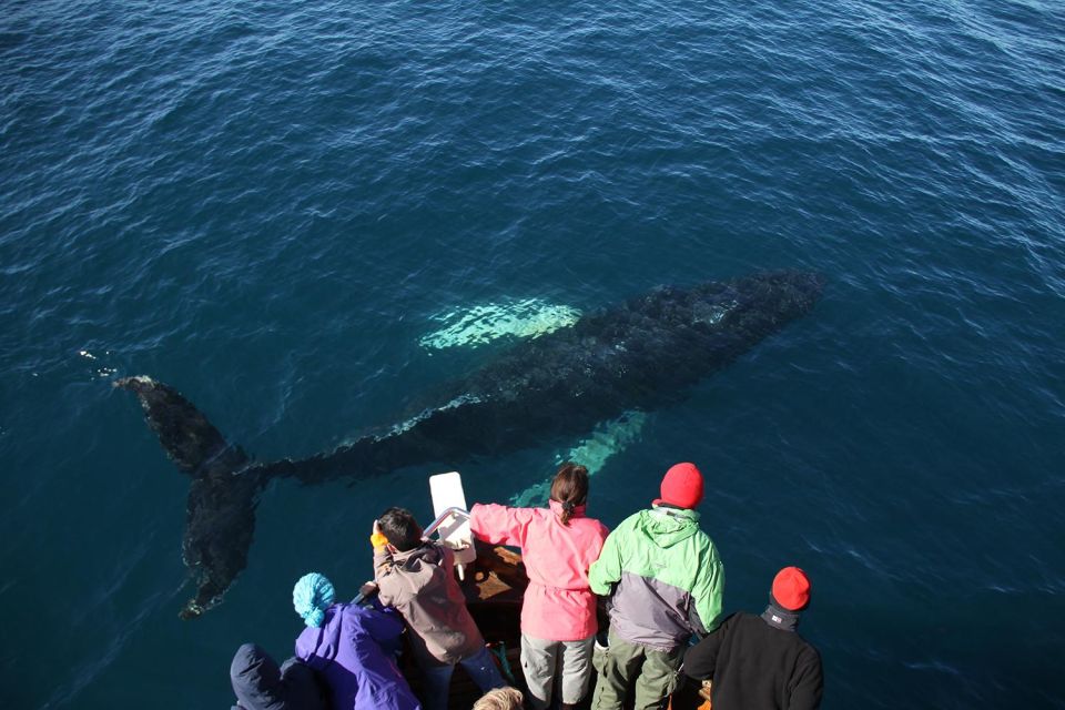 9 from husavik traditional whale watching tour From Húsavík: Traditional Whale Watching Tour