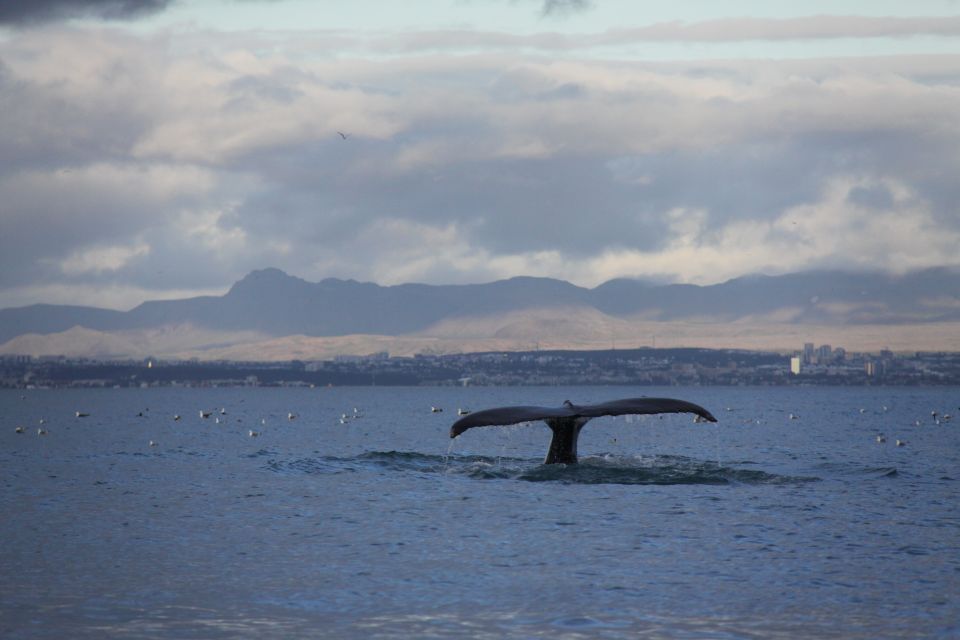 From Reykjavik: Whale Watching Tour by Speedboat - Last Words