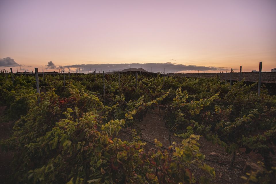 Fuerteventura: Tour of Bodega Conatvs Vineyard With Tasting - Common questions