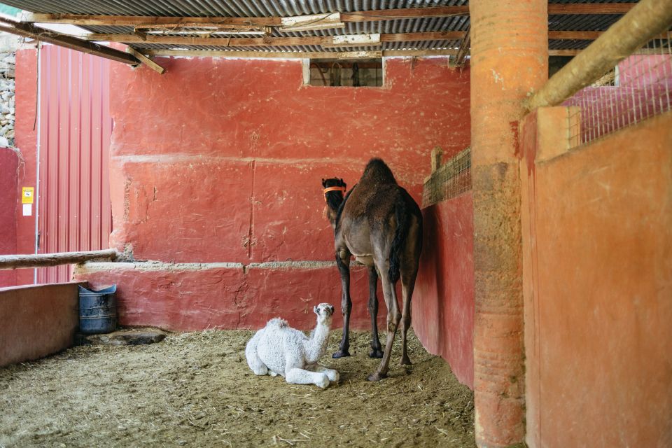 Gran Canaria: Camel Ride Safari W/ Optional Food & Transport - Common questions