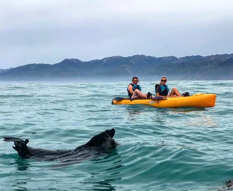 Kaikoura: Seal-Watching Pedal Kayak Tour - Last Words