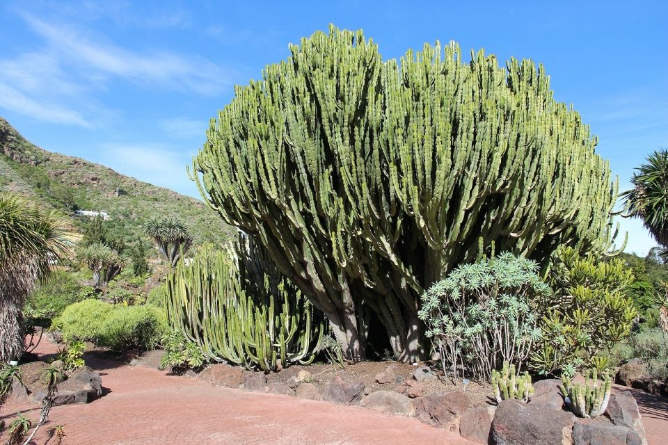 Las Palmas, Botanical Gardens and Bandama Volcano Tour - Last Words