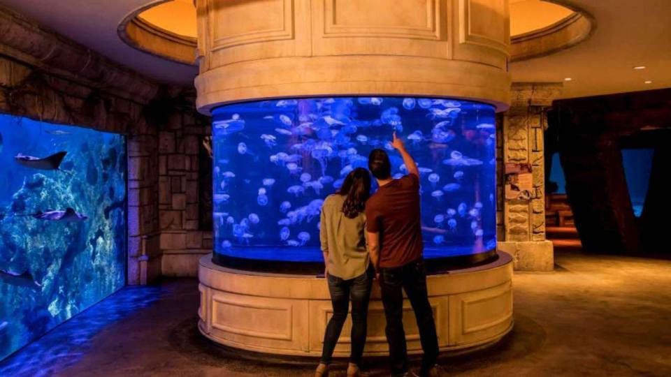 Las Vegas: Shark Reef Aquarium & VR Experience Entry Ticket - Last Words