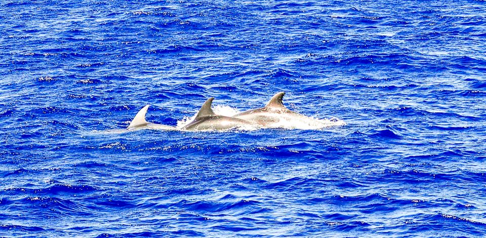 Mallorca: Dolphin Watching Cruise - Last Words