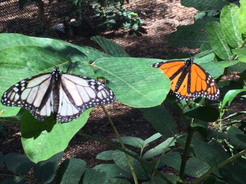 Maui: Interactive Butterfly Farm Entrance Ticket - Last Words