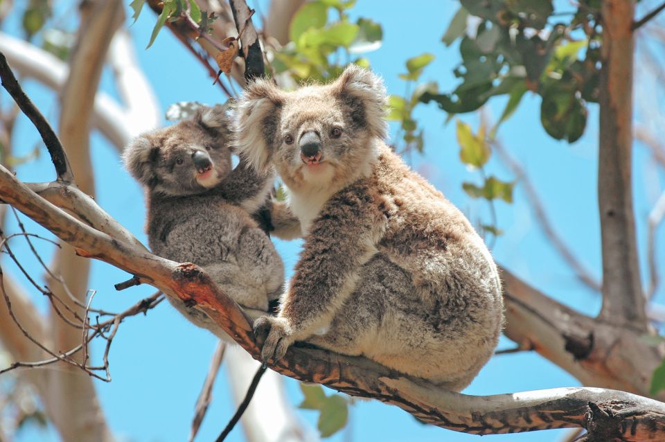 Melbourne: 12 Apostles, Great Otways and Great Ocean Road - Common questions