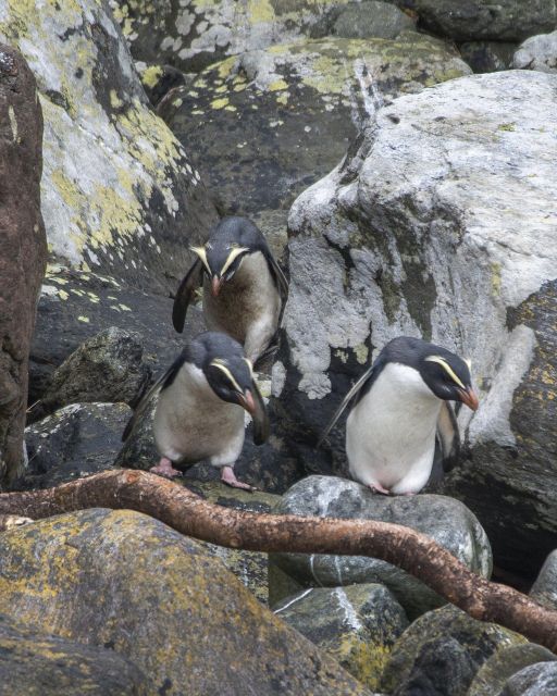 Milford Sound: Premium Small Group Cruise With Canape Lunch - Common questions