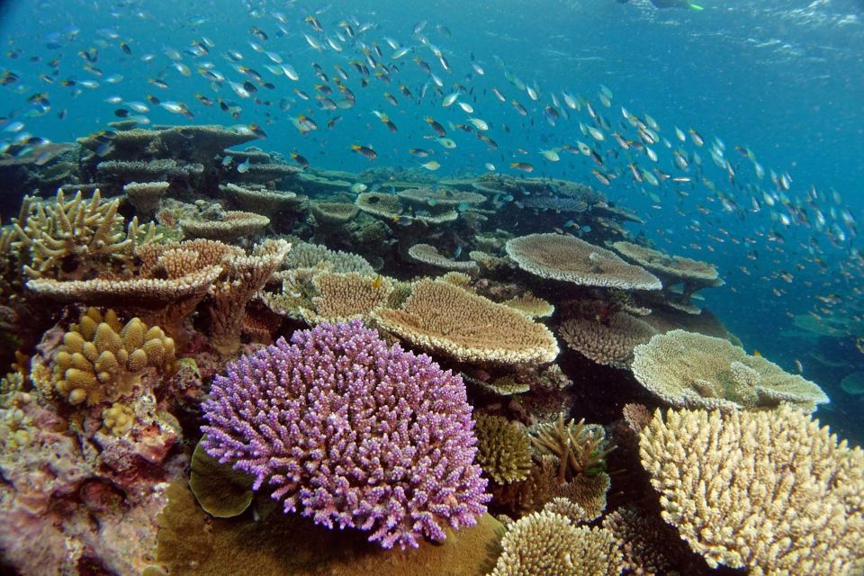 Museum Of Underwater Art & Great Barrier Reef Day Trip - Last Words