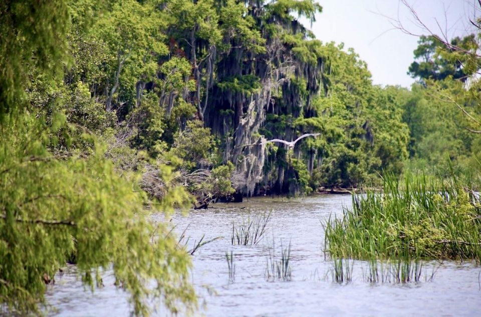 New Orleans: Swamp Tour on Covered Pontoon Boat - Last Words