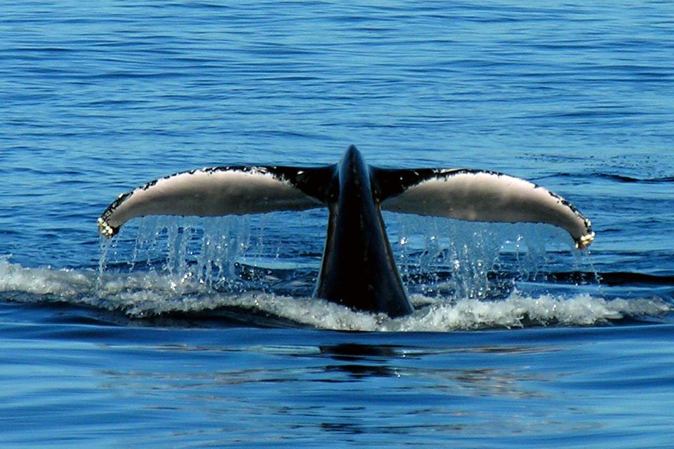 Port Stephens Small Group Whales & Dunes Combo - Last Words