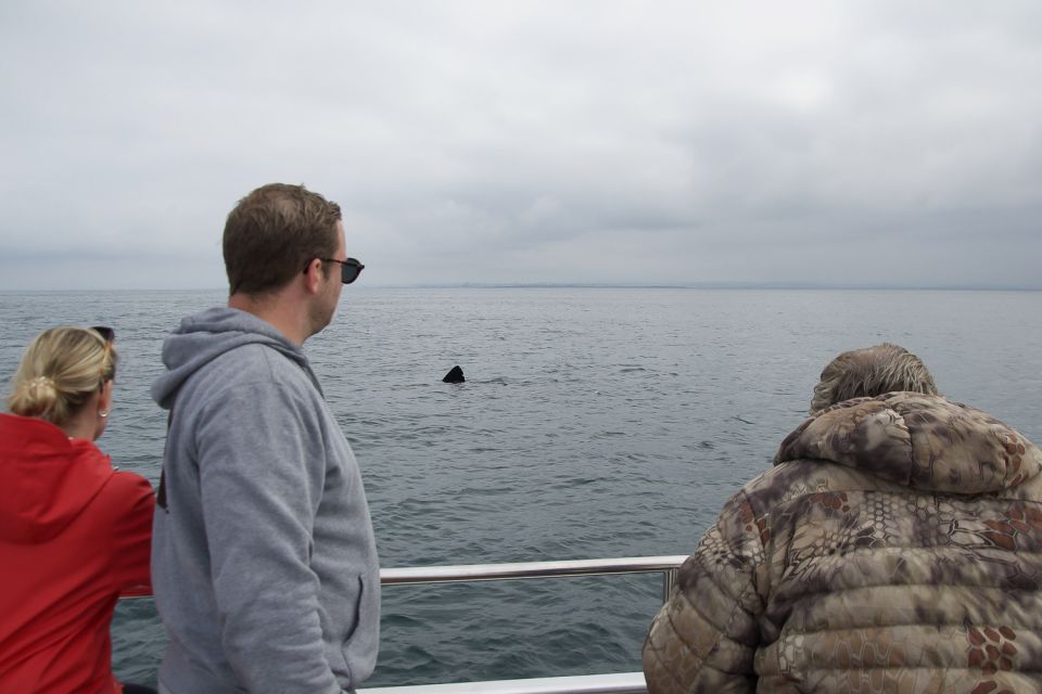 Reykjavik: Whale Watching and Dolphin Watching Yacht Cruise - Common questions